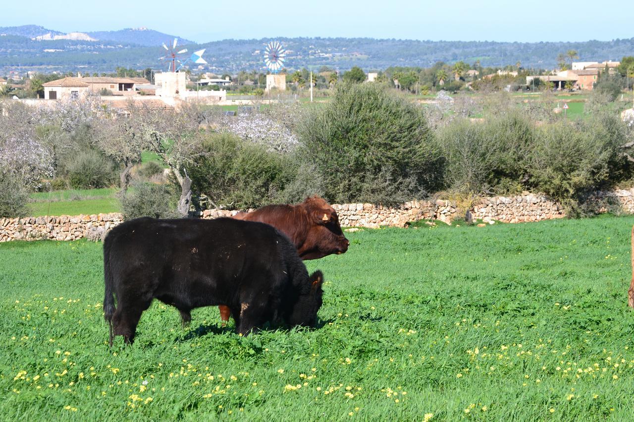 Vila Agroturismo Es Gallicant Campos  Exteriér fotografie